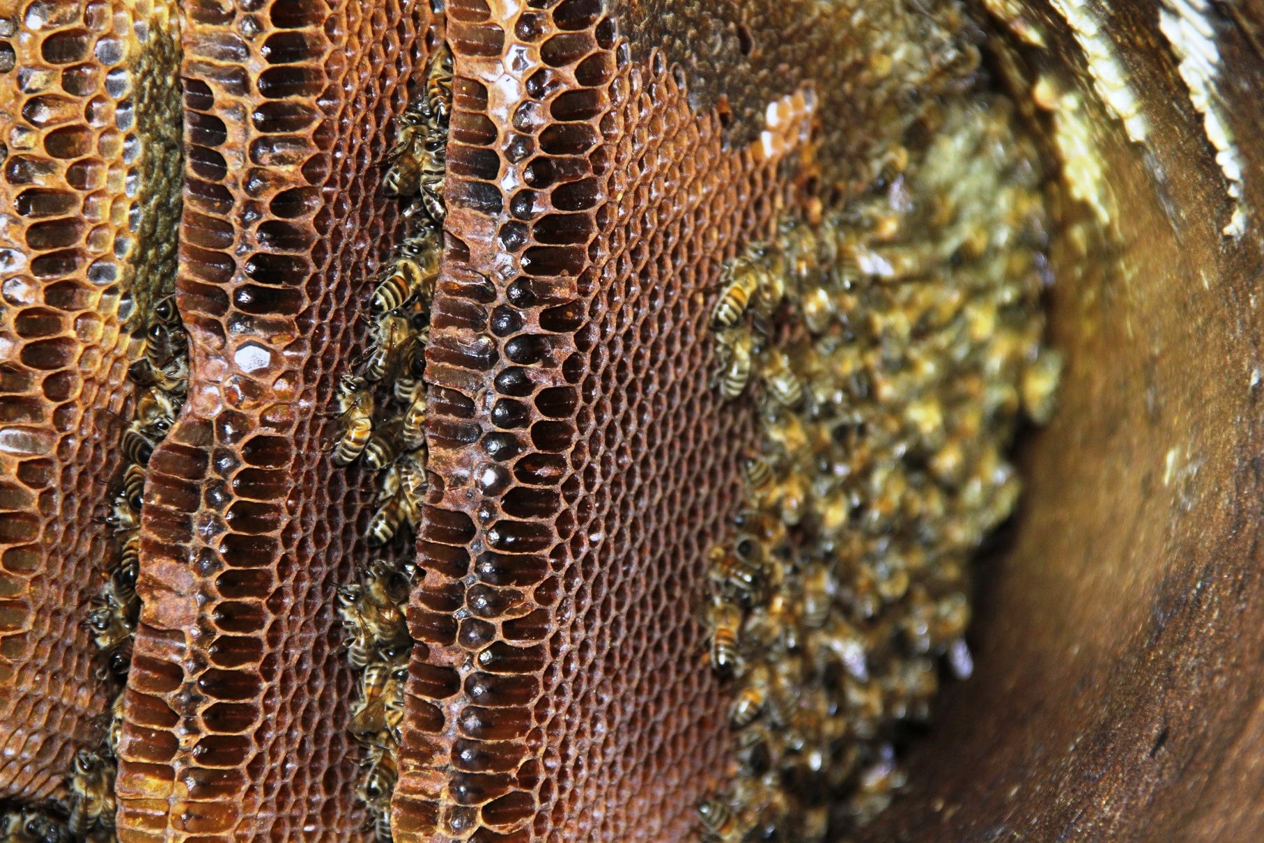 Arıları olumsuz etkiledi