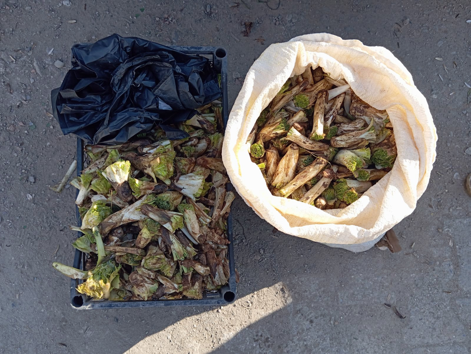 Şifa Kaynağı Kenger Tezgâhlarda