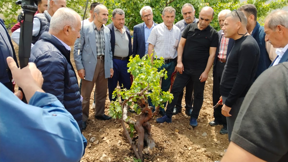 Gercüş’te Modern Bağcılık Eğitimi Düzenlendi