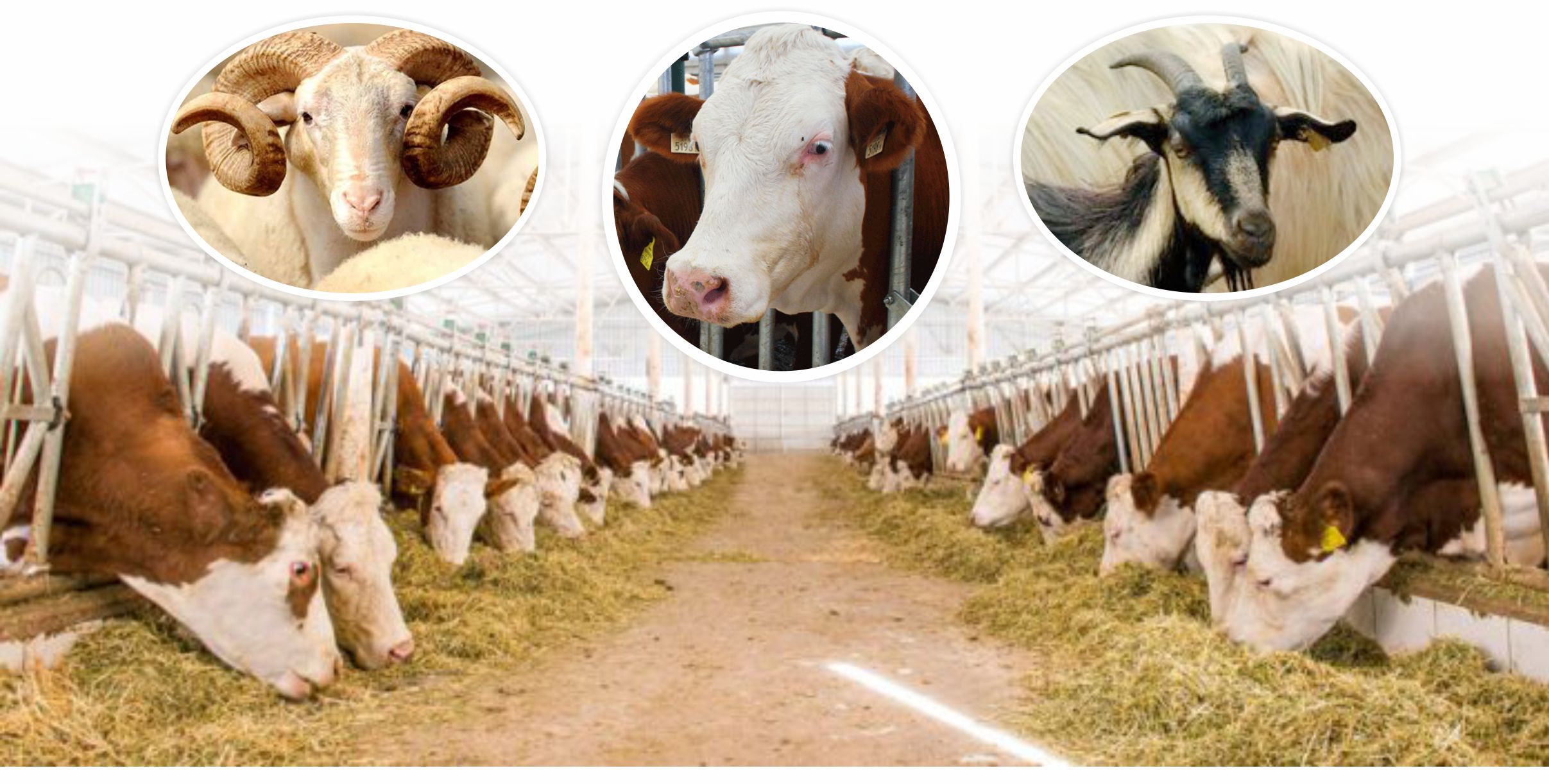 Kurban Bayramı Öncesi Önemli Uyarı: Hayvan Sevklerine Sıkı Denetim