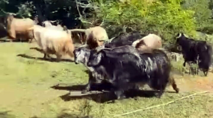 Kurbanlıklar Görücüye Çıktı: Fiyatlar El Yakıyor