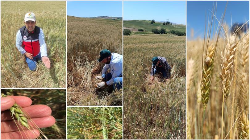 Süneyle Mücadele çalışmaları sürüyor