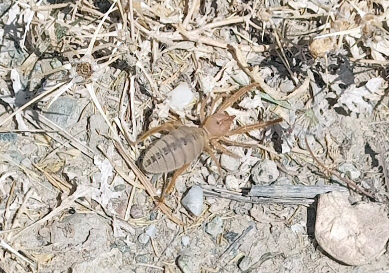 Sason’da “Sarı Kız” Tedirginliği