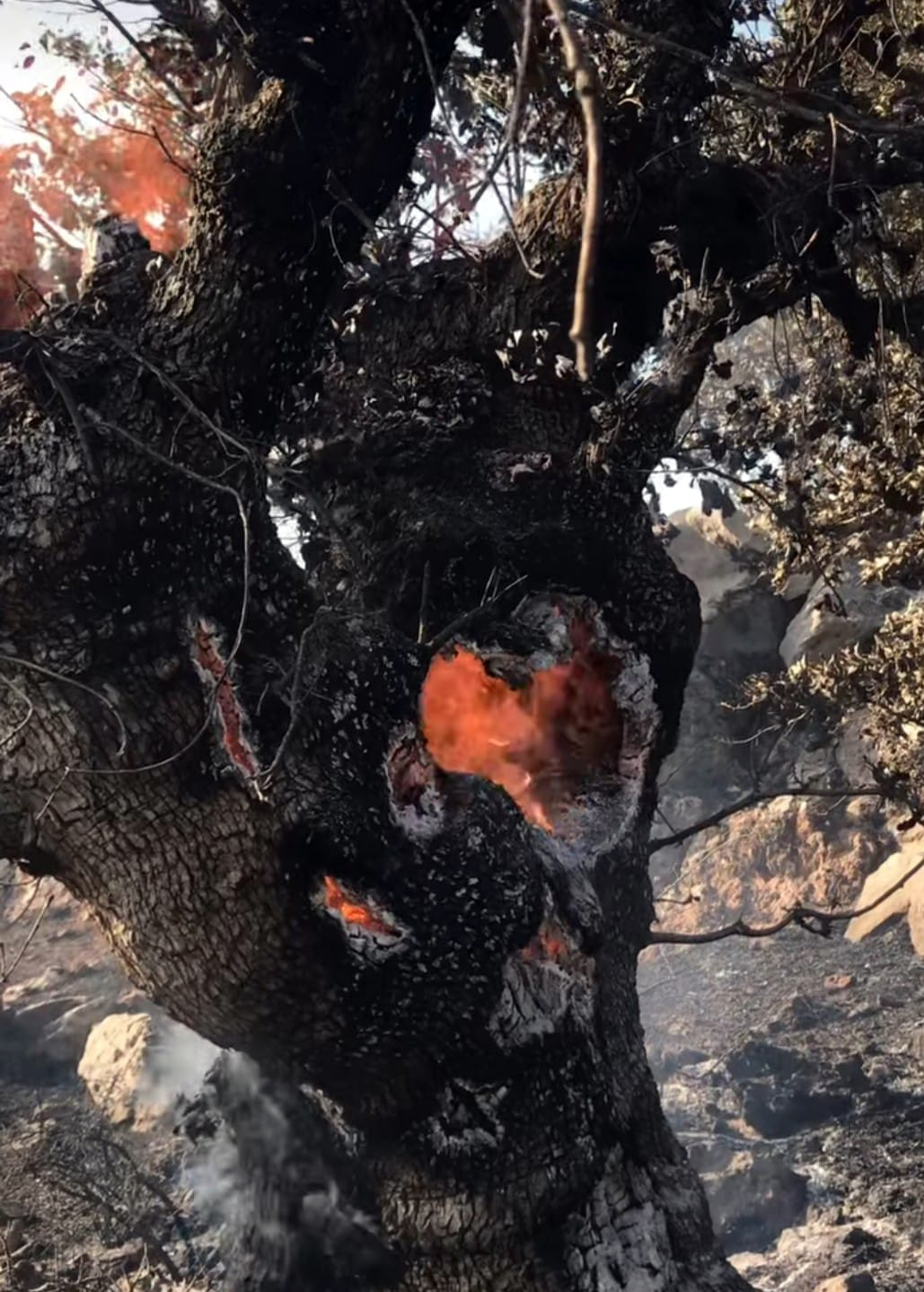 Yangında Otluk Alan Zarar Gördü