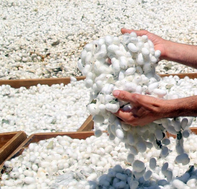 130 Aile, 40 Günde 7,7 Ton Koza Üretti