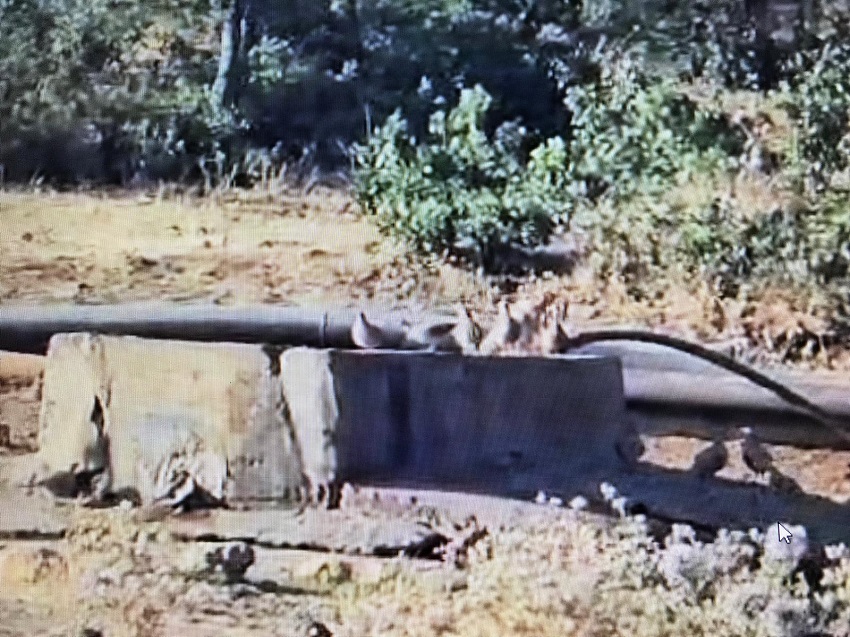 Aşırı Sıcaklarda Yaban Hayvanlarına Can Suyu