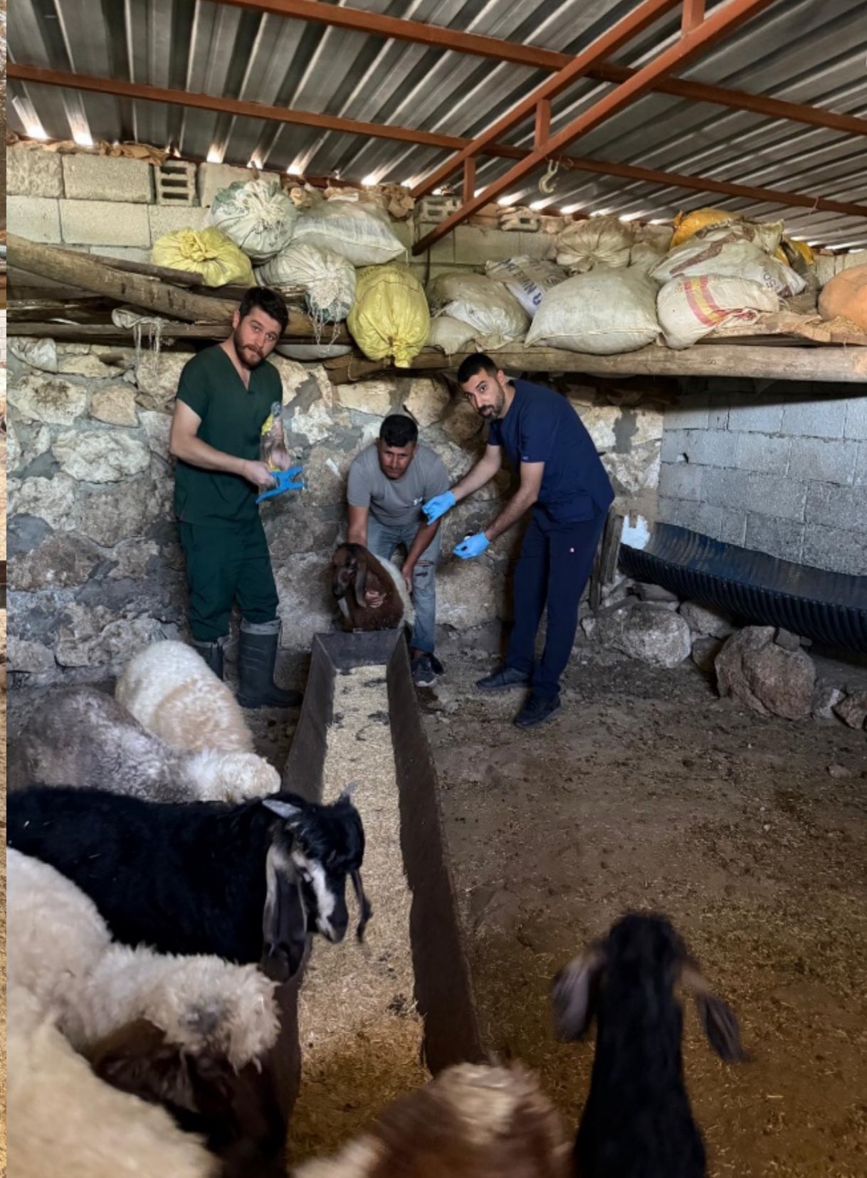 Küçükbaş Hayvanlar Küpelenip Aşılanıyor