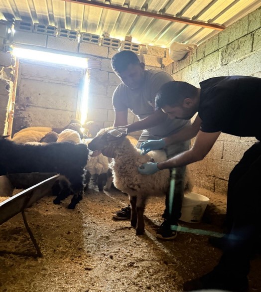 Küçükbaş Hayvan ve arı kovanlarına küpeleme ve plaka takma çalışması