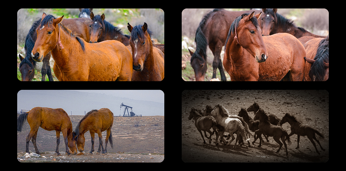 Raman’ın Özgür Ruhları: Yılkı Atları