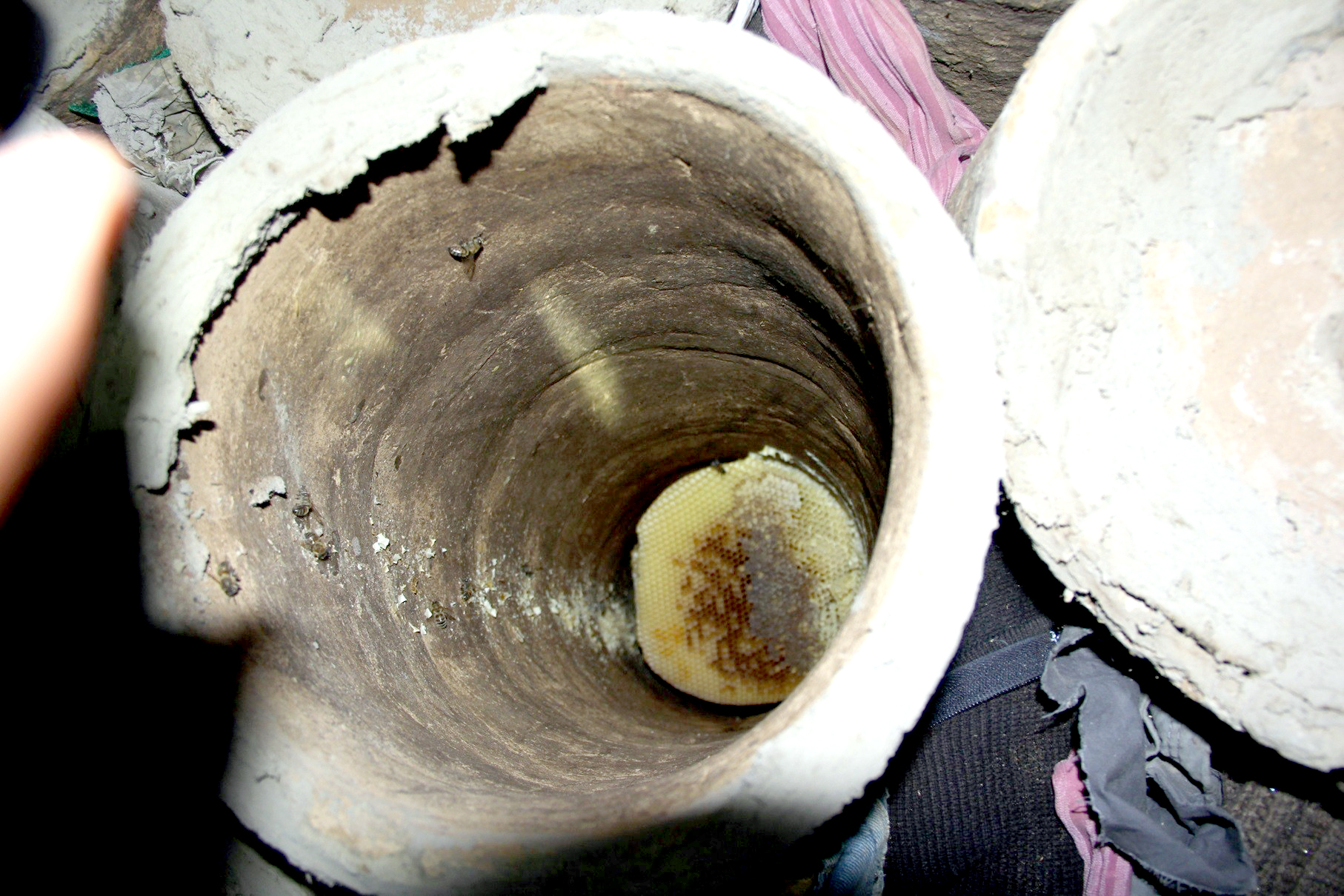 Kara Kovan Balında Rekolte Düştü, Kalite Arttı