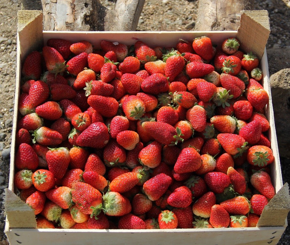 Sason Çileği Yine Zirvede