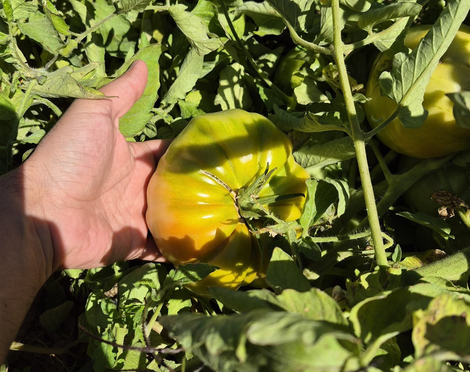 Sason’un Yaylalarından Sofralara Organik Domates