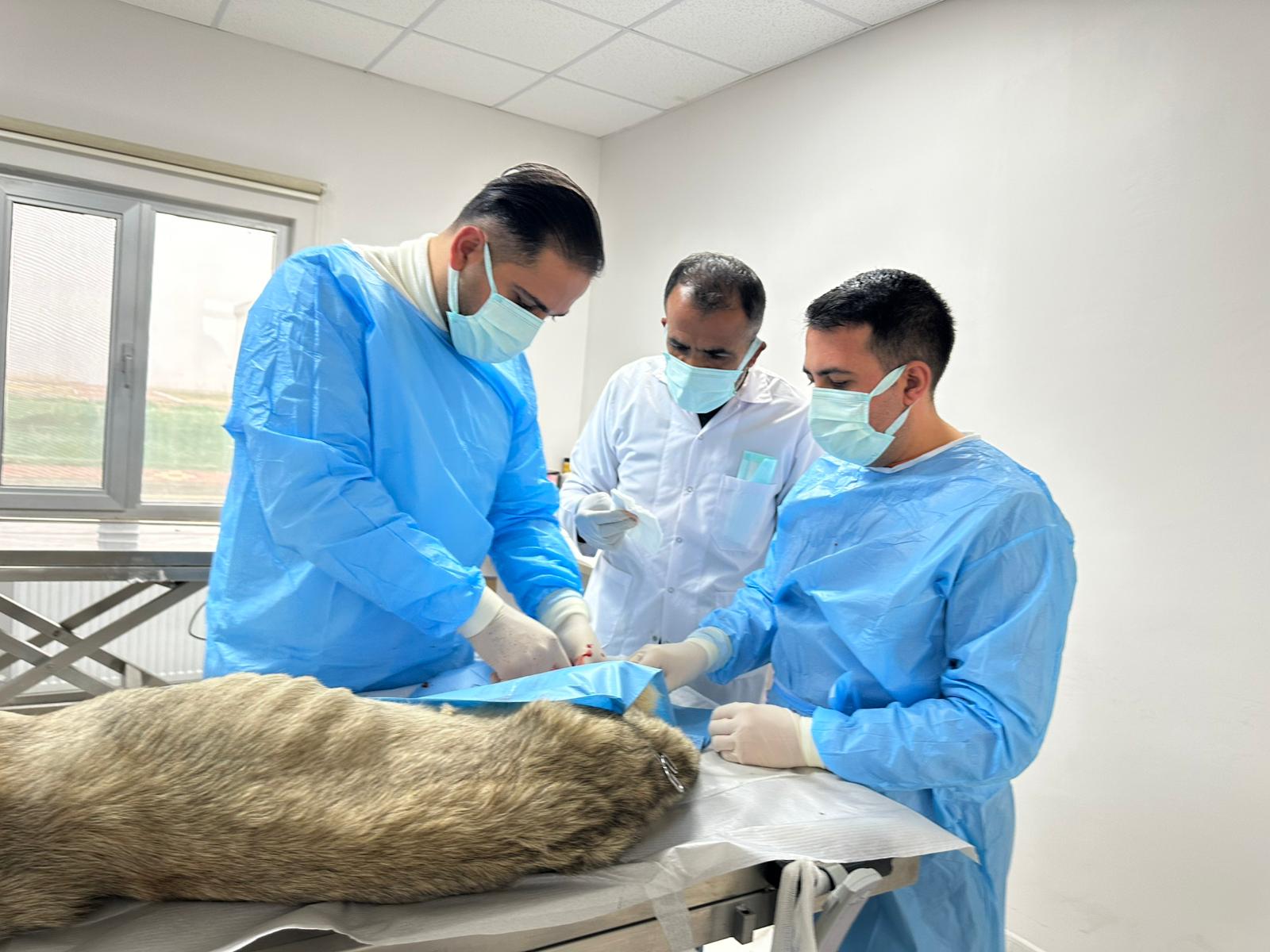 Batman Belediyesi’nden Can Dostlarına Şefkat Eli