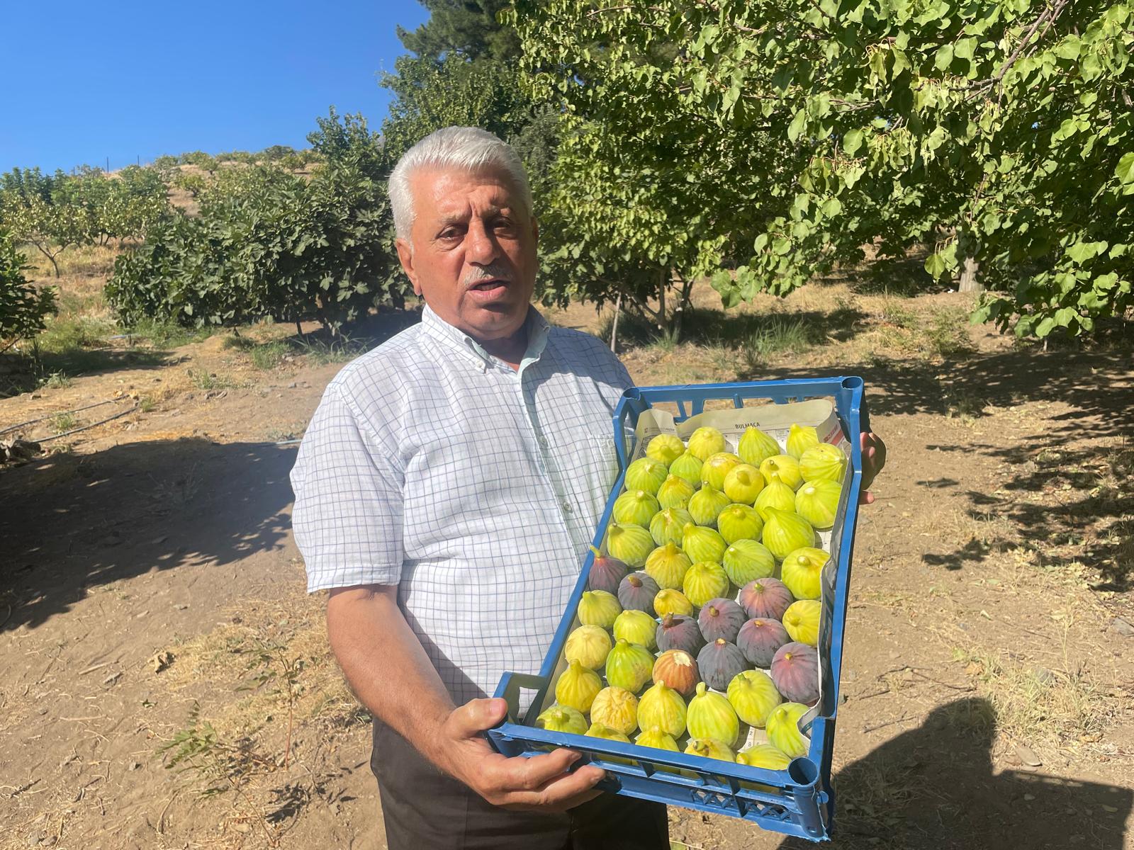 Değirmenüstü Köyünde İncir Hasadı Başladı