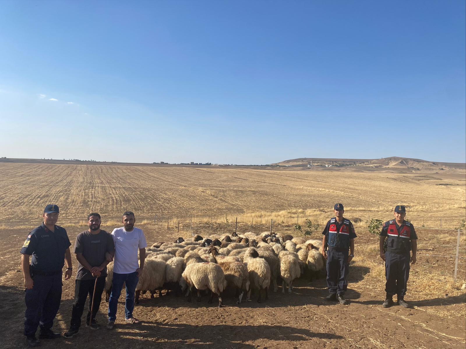 Kaybolan Küçükbaşlar Jandarma Dronesiyle Bulundu