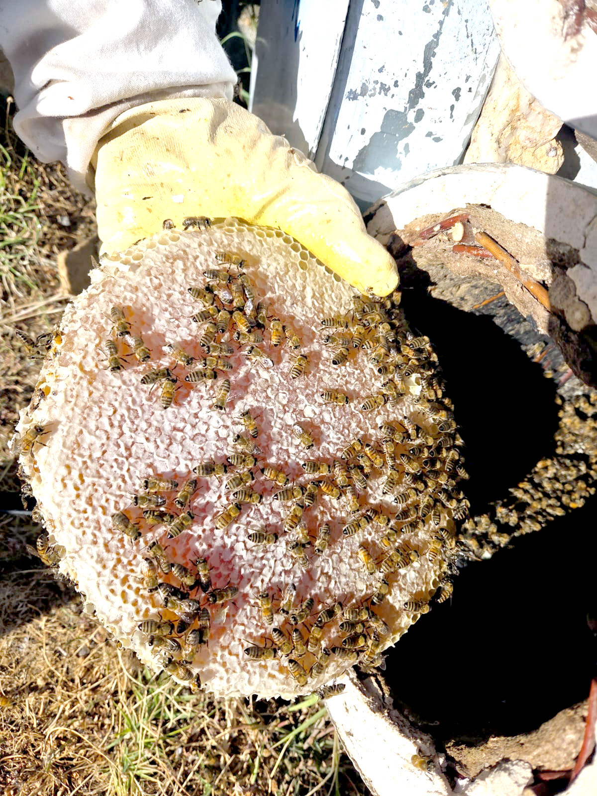 Bozkurt ‘Sahte Bal İnsan Sağlığını Olumsuz Etkiliyor’