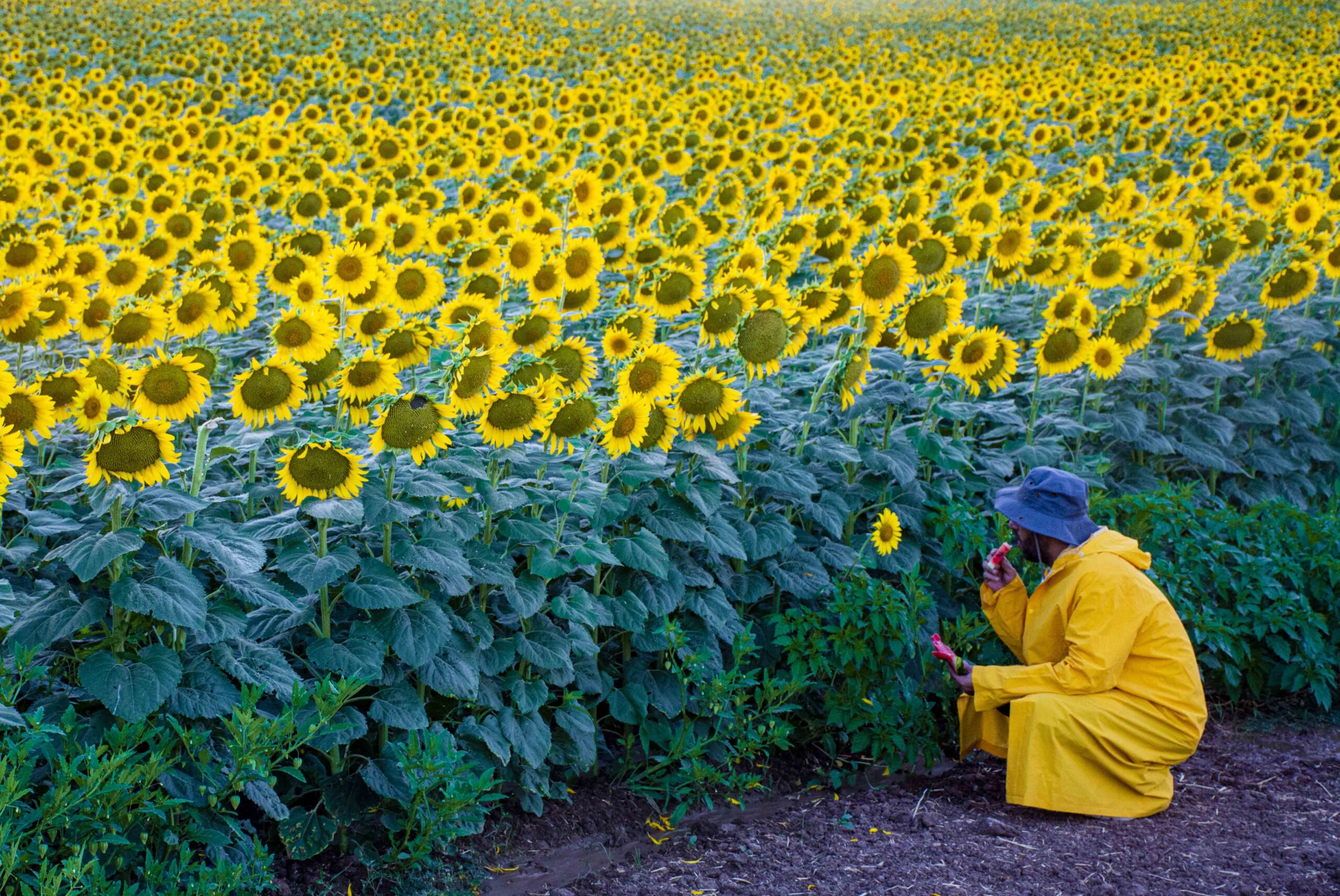 Ayçiçek tarlasında kartpostallık görüntüler