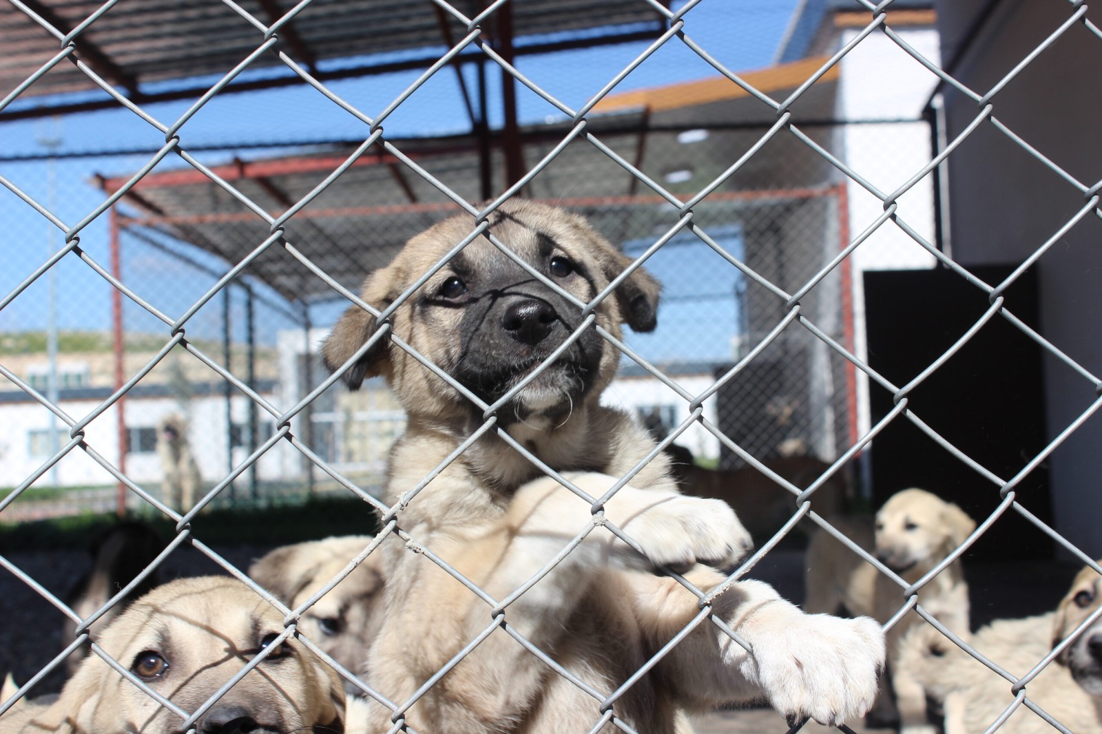 Batman’da 2 Bin 384 Hayvanın Tedavisi Gerçekleştirildi
