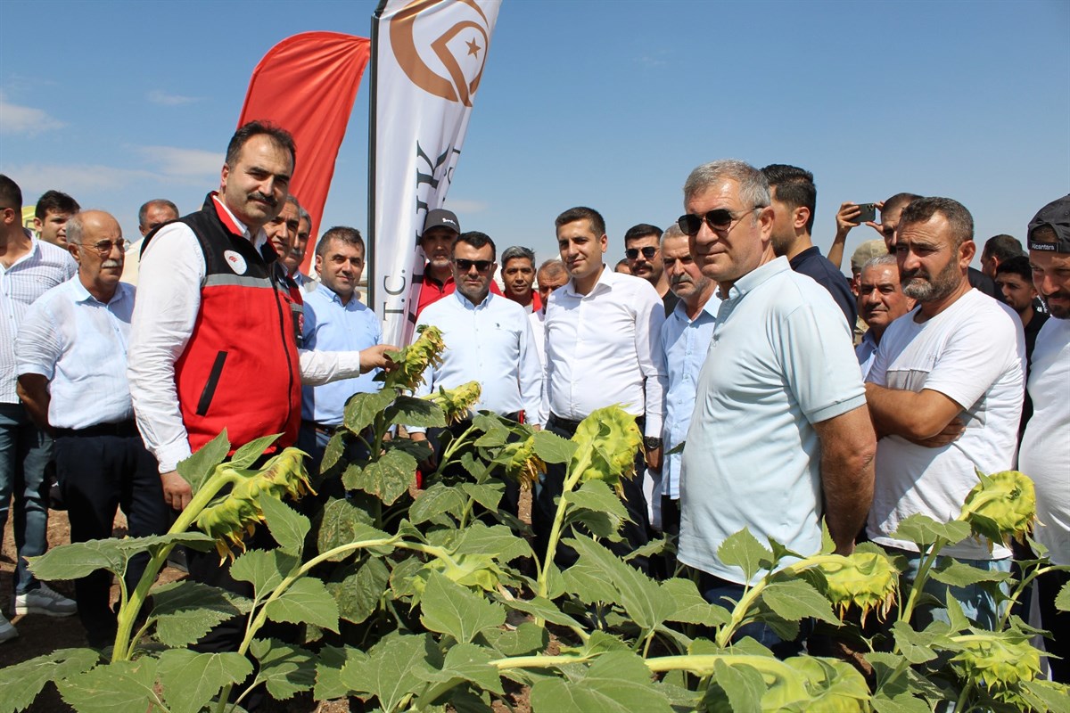 Yağlık Ayçiçeği Tarlasında Tarla Günü Etkinliği düzenlendi