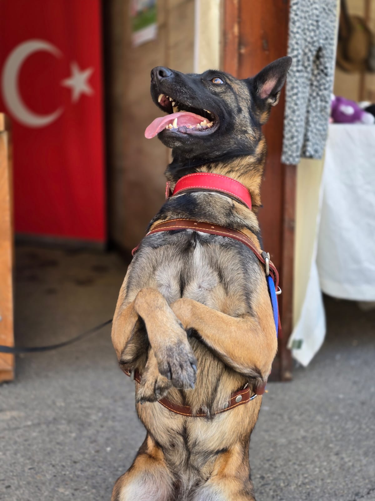 Fuarın En Sevimli Kahramanı: Narkotik Köpeği Batik!