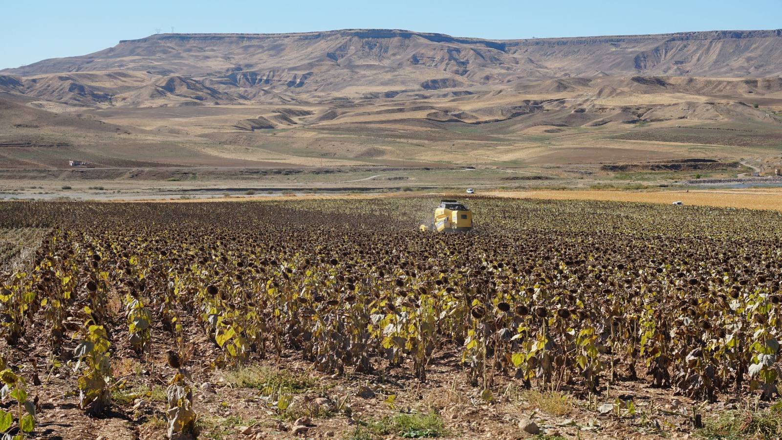 Beşiri’de 2. ürün Ayçiçeği hasadı gerçekleştirildi
