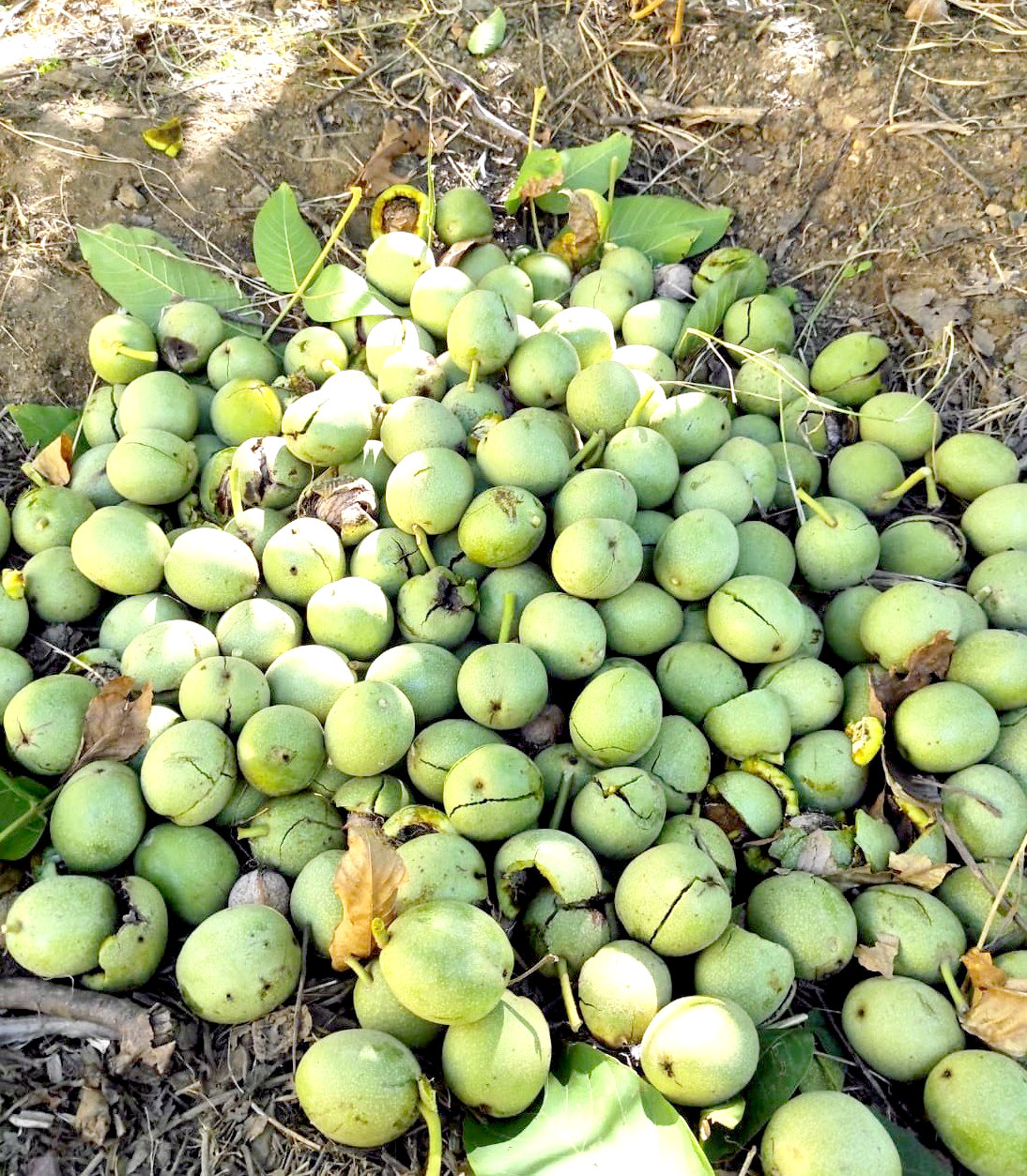 Sason’da Ceviz Hasadı Başladı