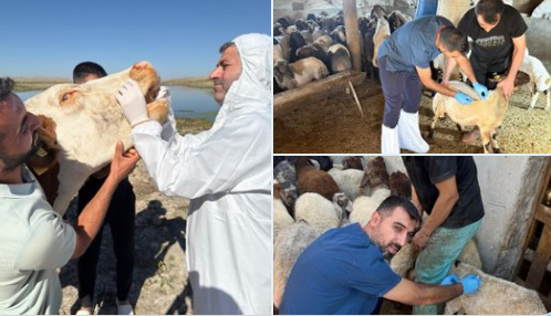 Şap Numunesi ve Aşılama Çalışmaları Sürüyor