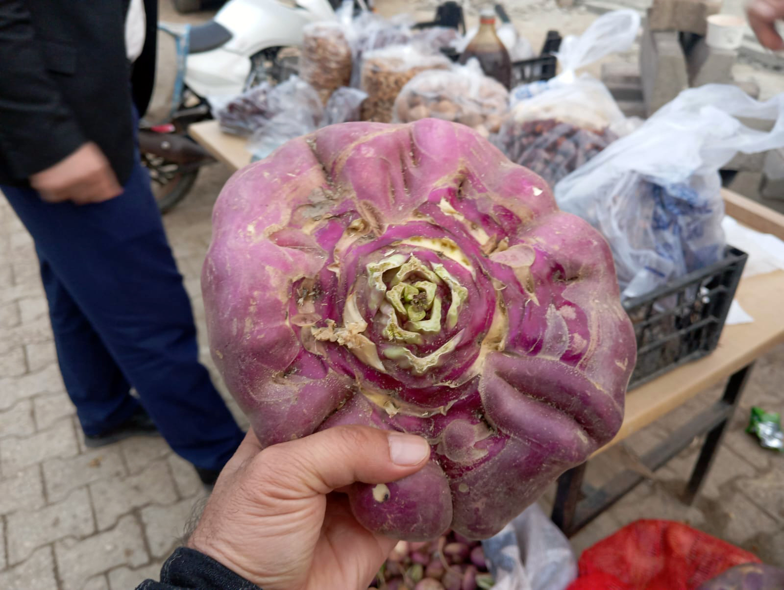 Dağ Şalgamı görücüye çıktı