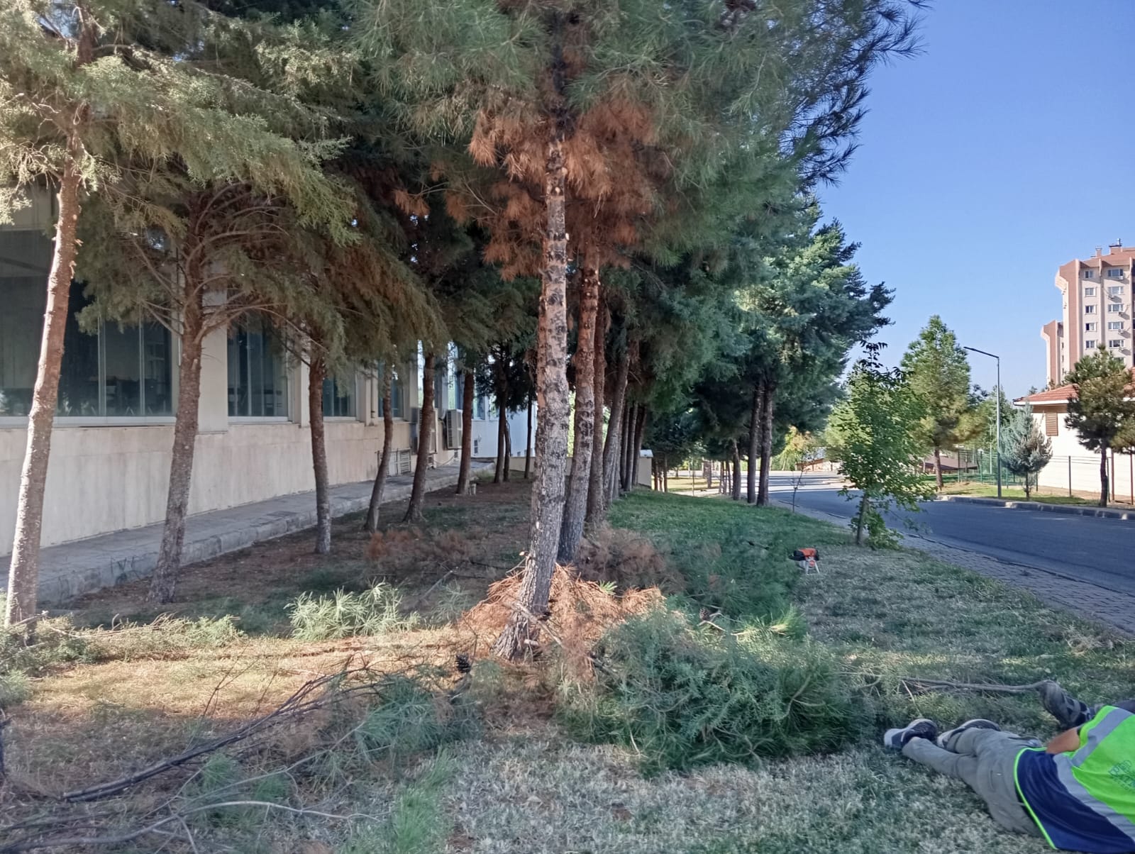 Sonbaharda Budama çalışmaları başladı