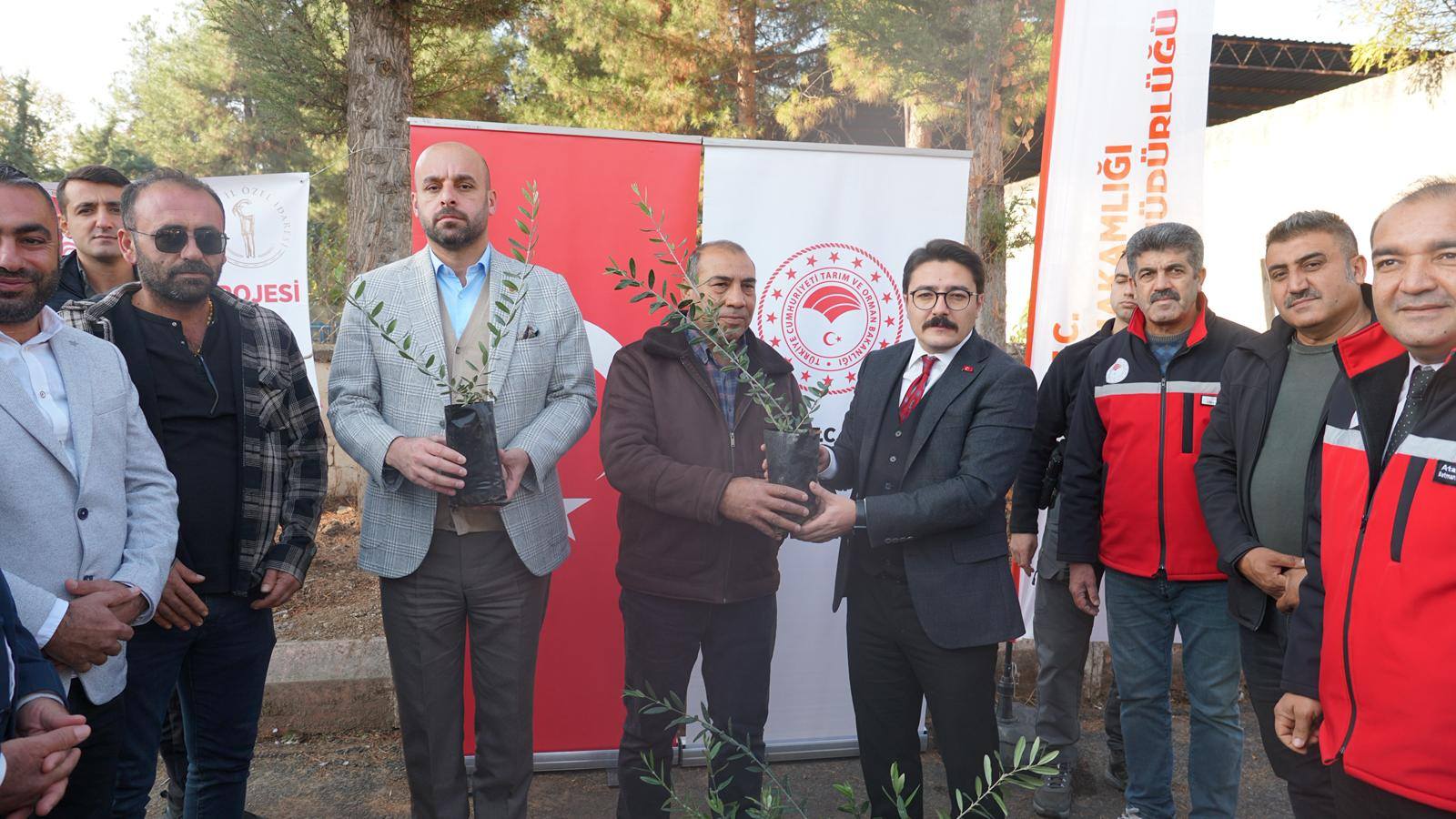 Beşiri’de Çiftçilere 9.500 Adet Zeytin fidanı dağıtıldı