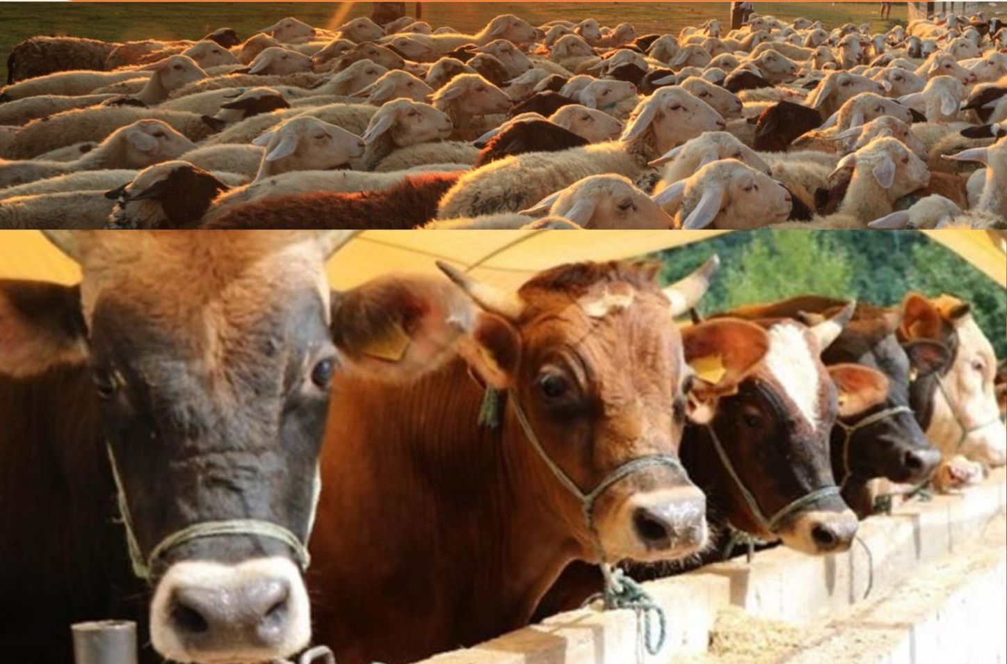 Batman Hayvan Pazarı Yeniden Açılıyor