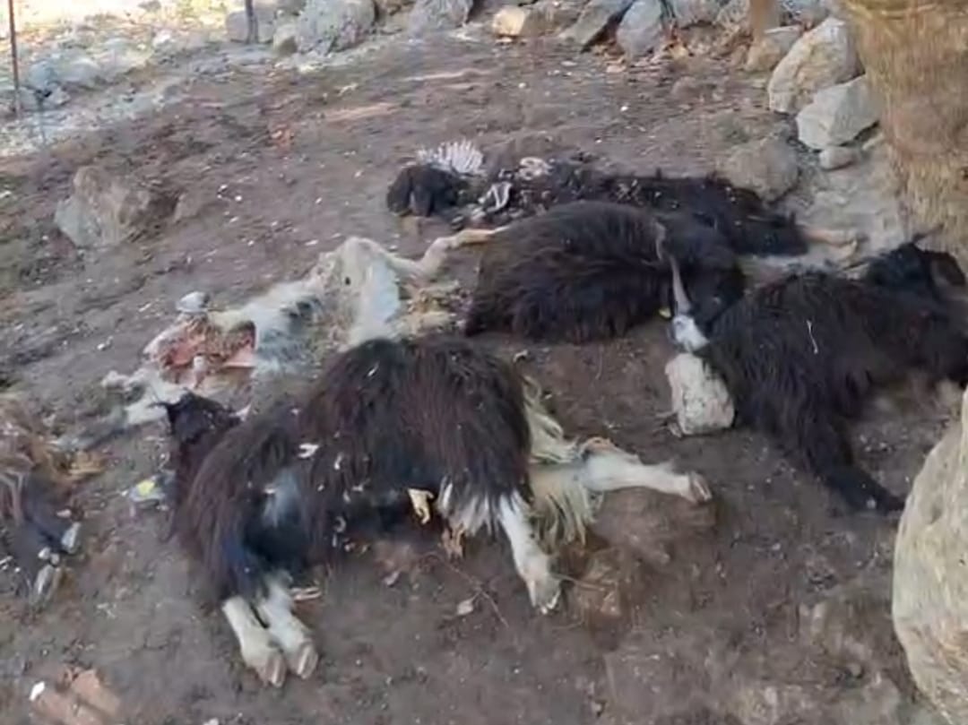 Sason’da Kurt Saldırısı: 10 Keçi Telef Oldu, 10 Keçi Yaralandı