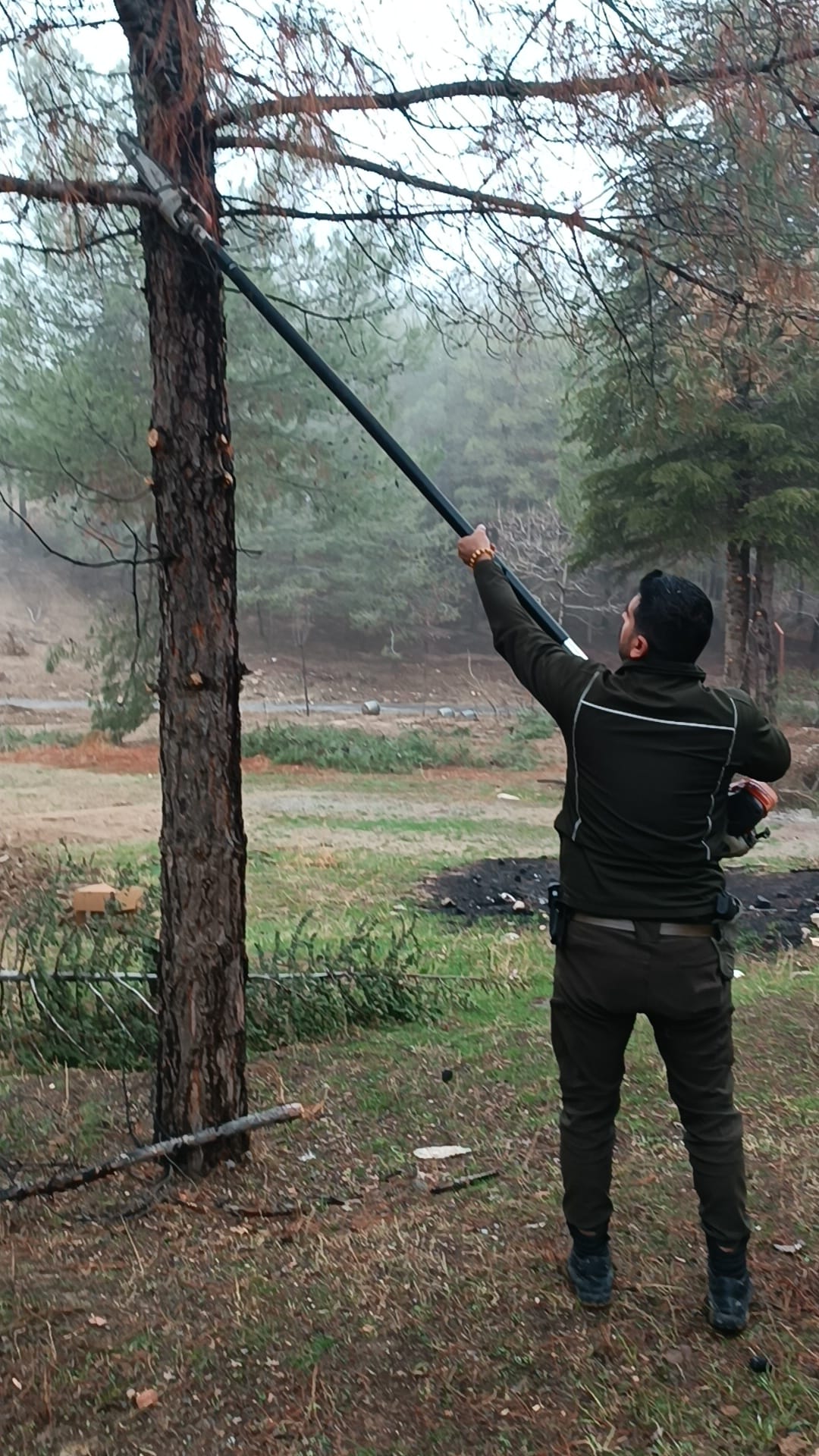 Ahmedi Hani Mesire Alanında Çam Ağaçlarına Nefes Budaması