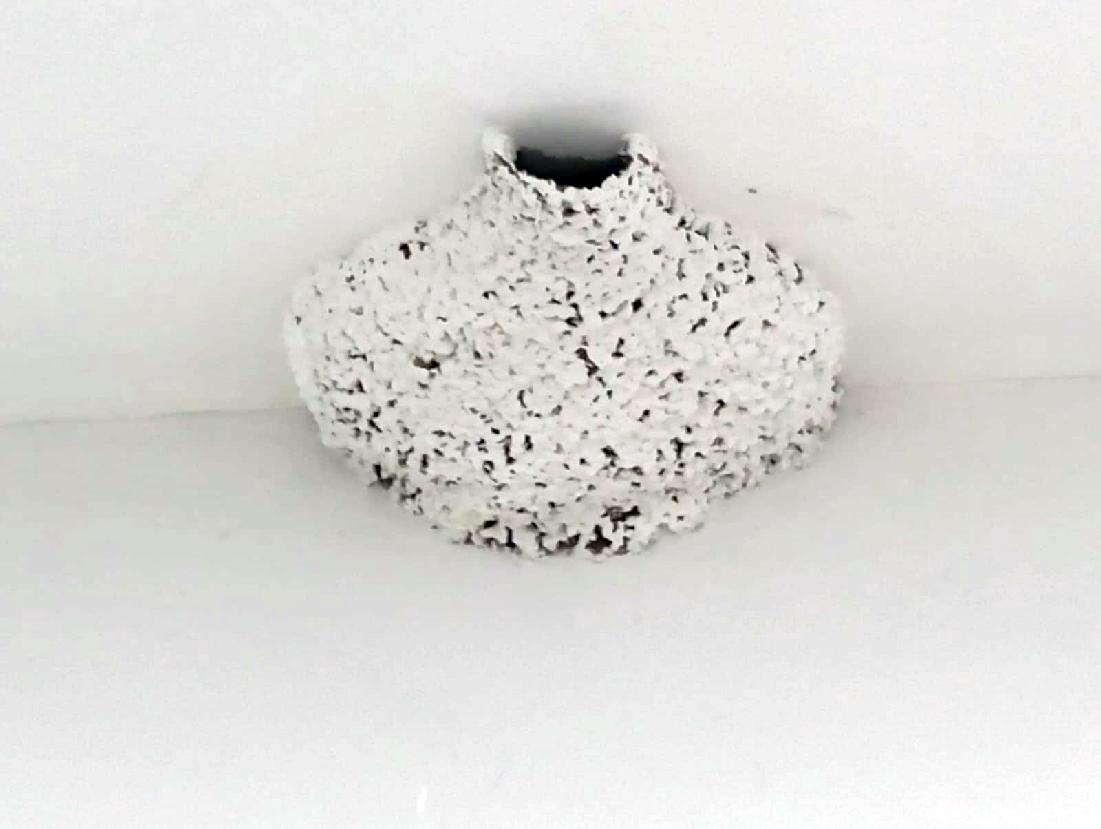 Yeni Camiyi kırlangıçlar yuva olarak seçti