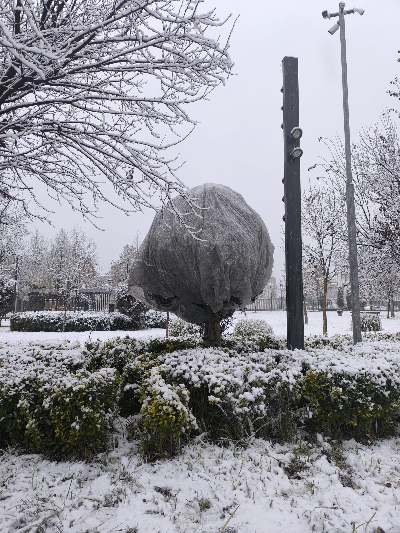 Belediye’den Ağaçlara Kış Koruması