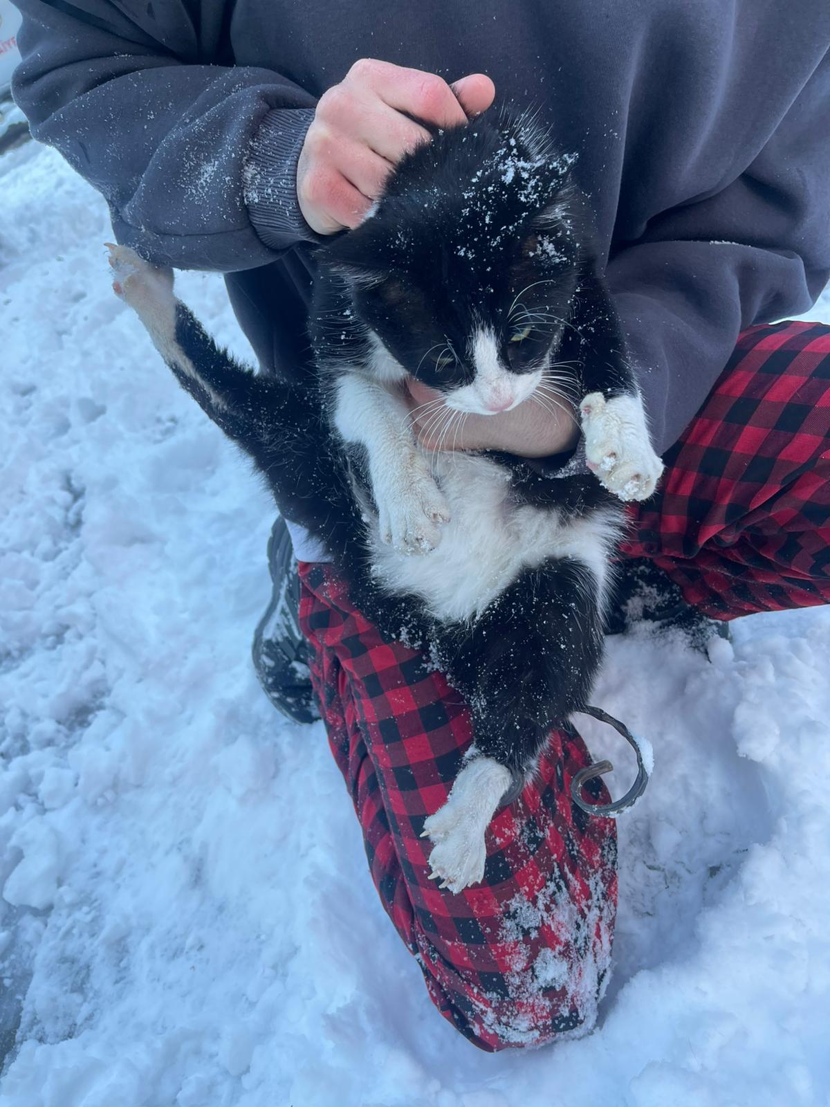 İtfaiyeden Can Dostlara Hayat Kurtaran Müdahale