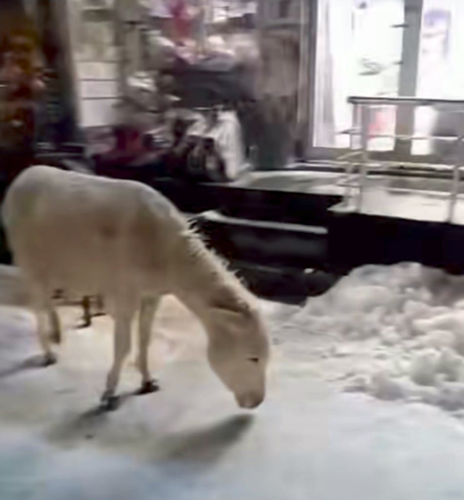 Aç kalan eşekler çarşı merkezine geldi