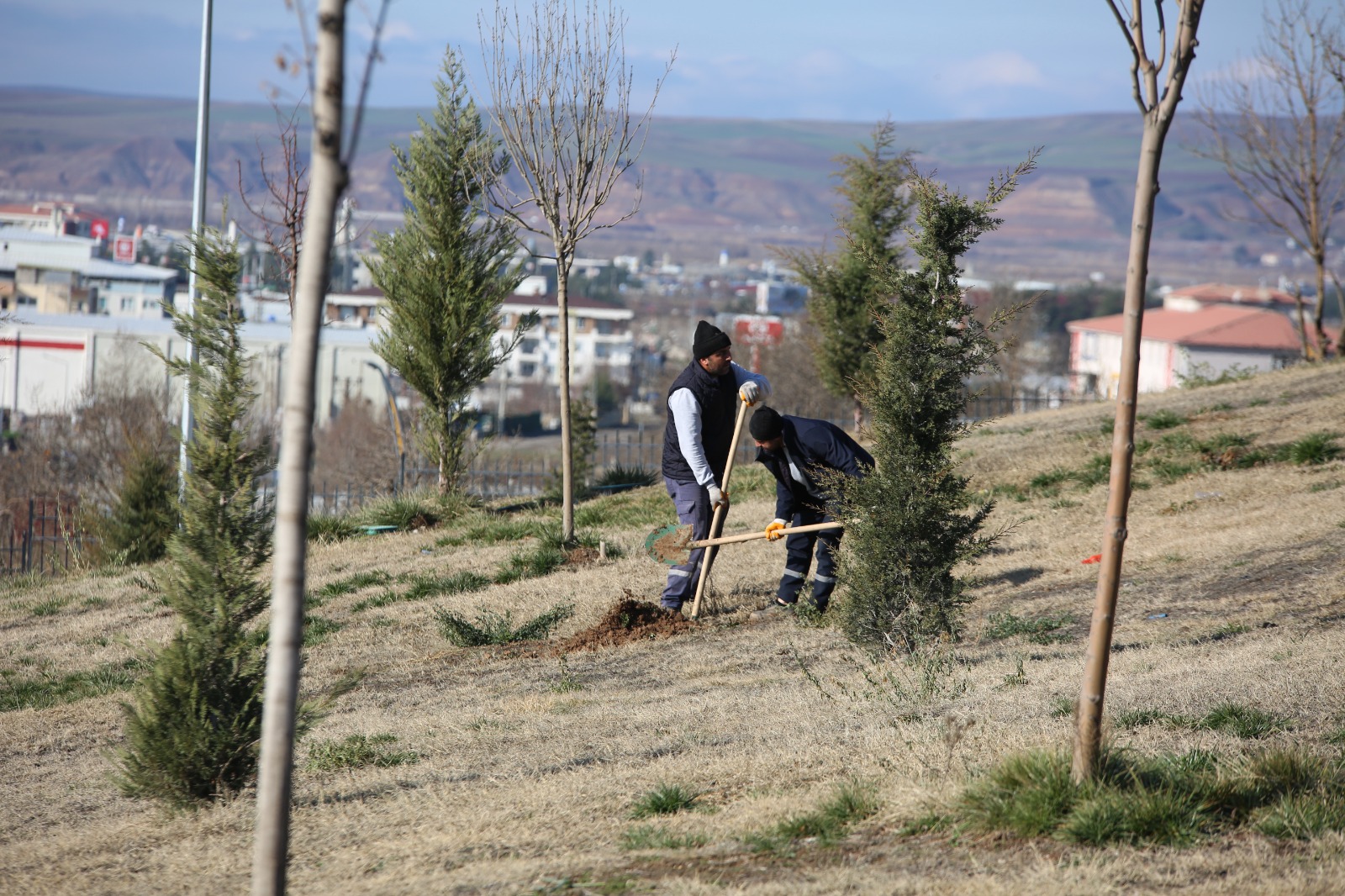 Batman Belediyesi’nden Esentepe’de Ağaçlandırma Çalışması