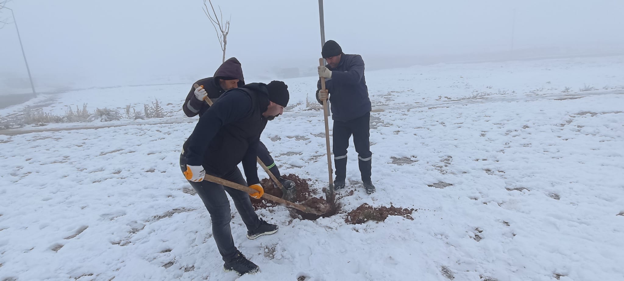 Kuruyan Ağaçların Yerine Yenileri Dikiliyor