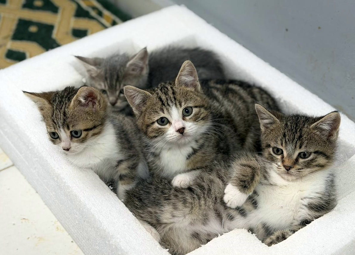 Belediyeden Can Dostlara Şefkat Eli