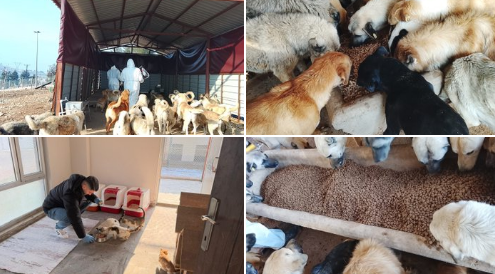 Batman Belediyesi’nden Can Dostlarına Kış Desteği