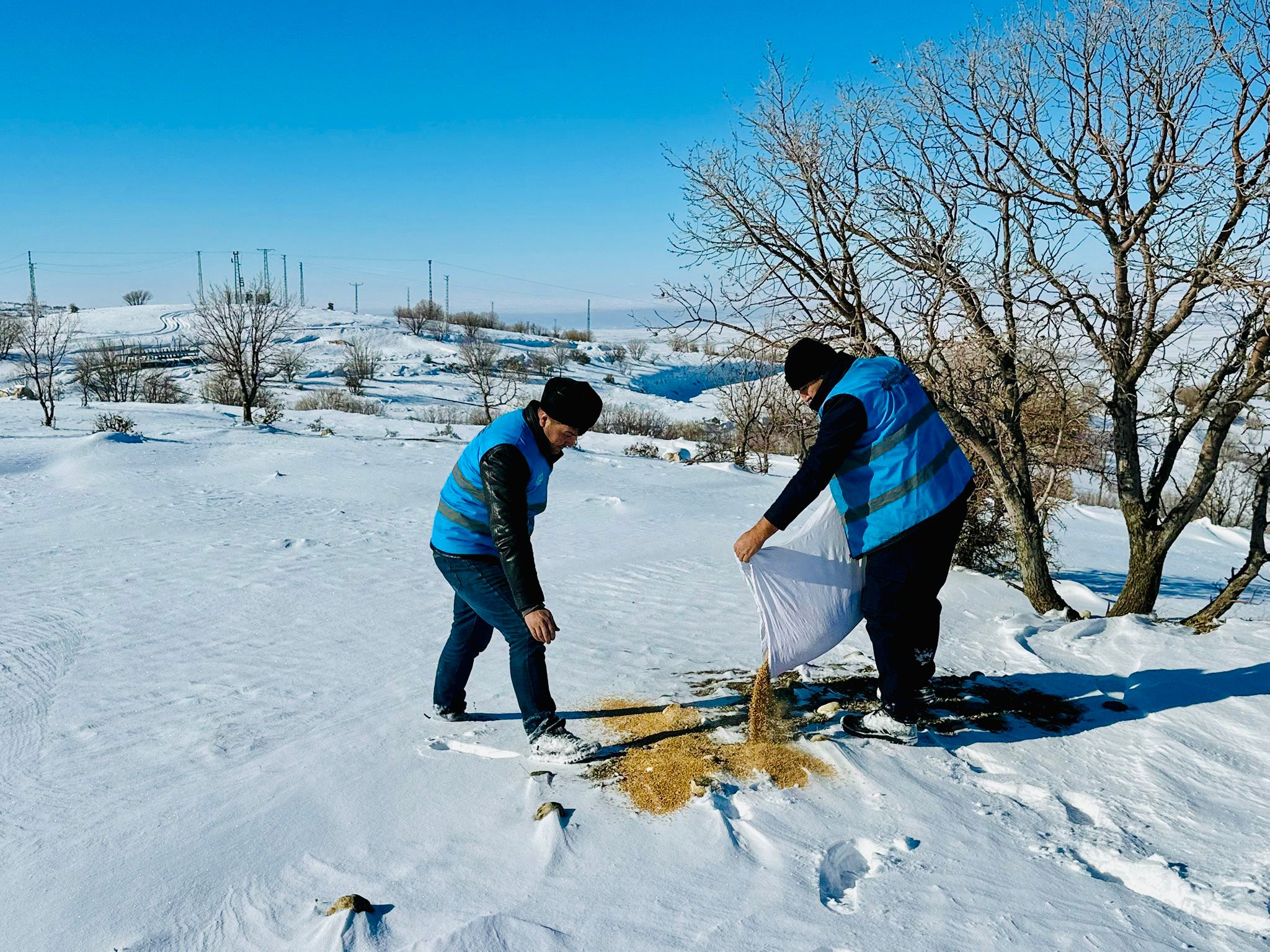 Sokak Hayvanlarına Gıda Desteği
