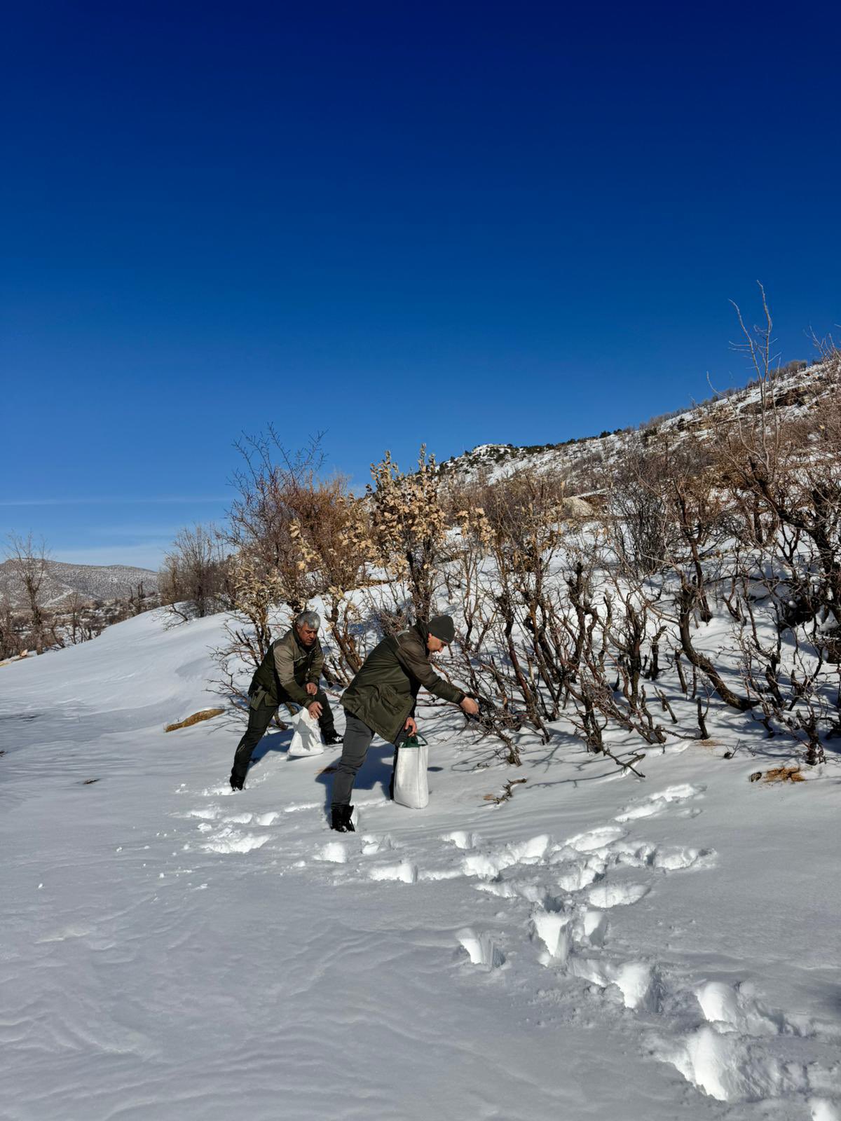 Gercüş’te Yaban Hayatı İçin Kış Desteği