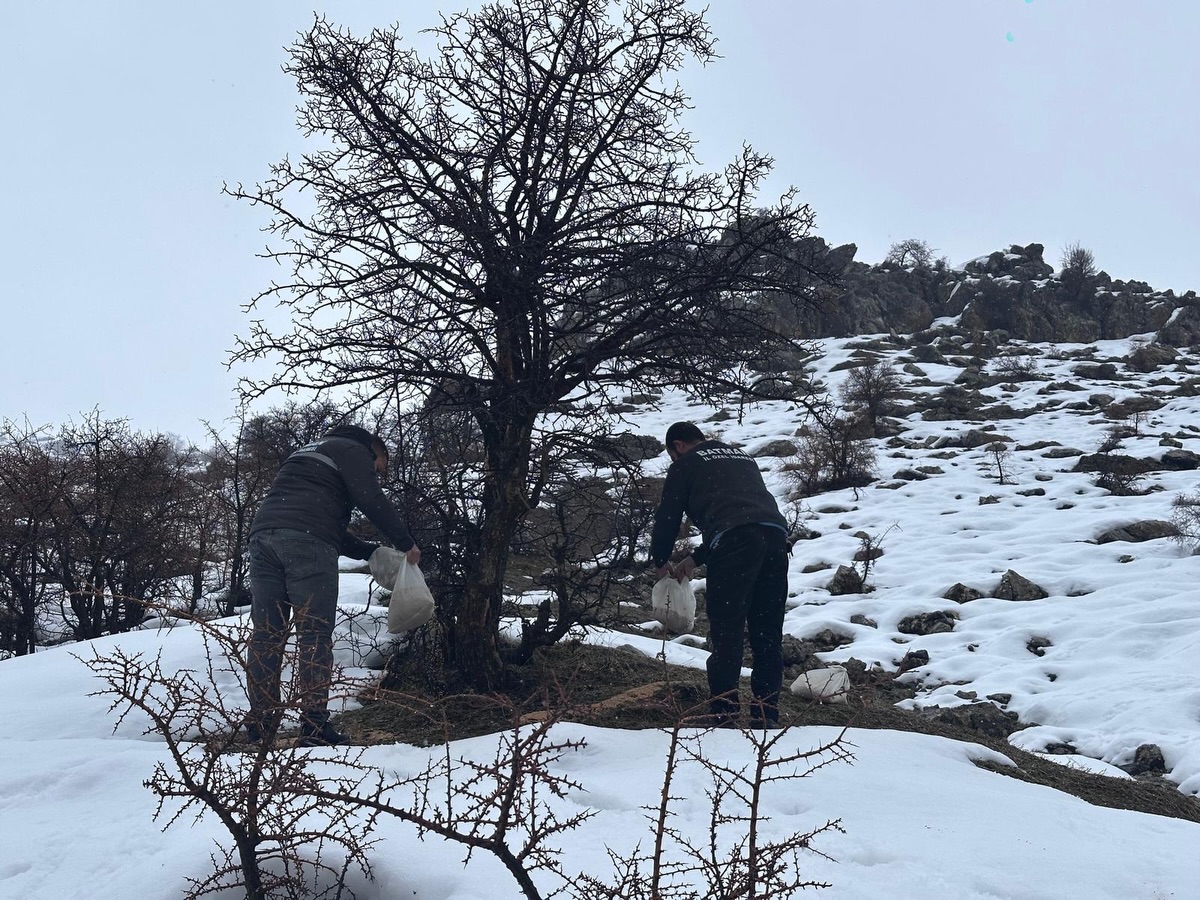 Kozluk’ta Yaban Hayvanları İçin Yemleme Çalışması