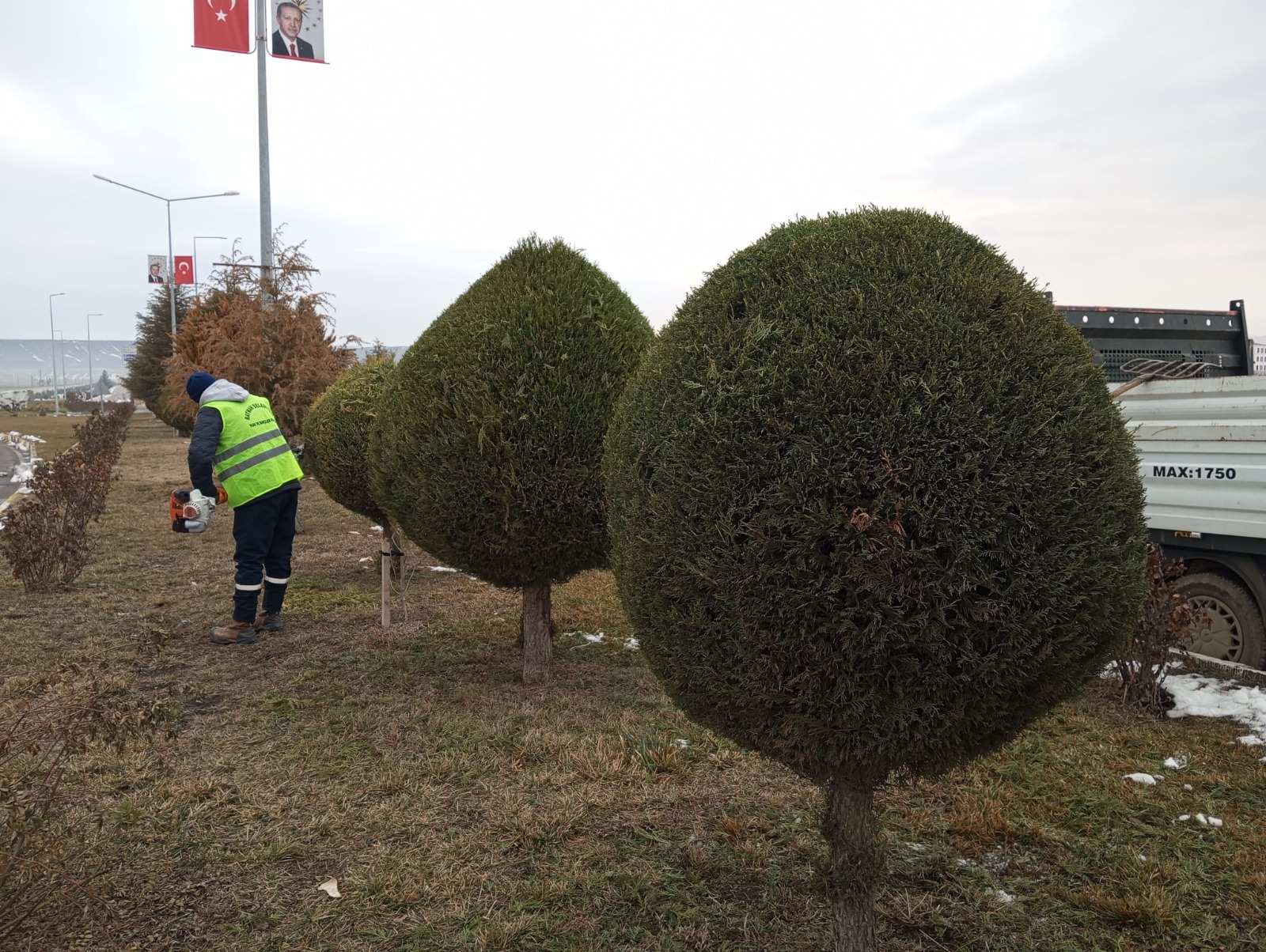Ağaçlar Bahara Hazırlanıyor