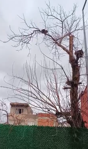 Ağaçta Mahsur Kalan Kedi Kurtarıldı