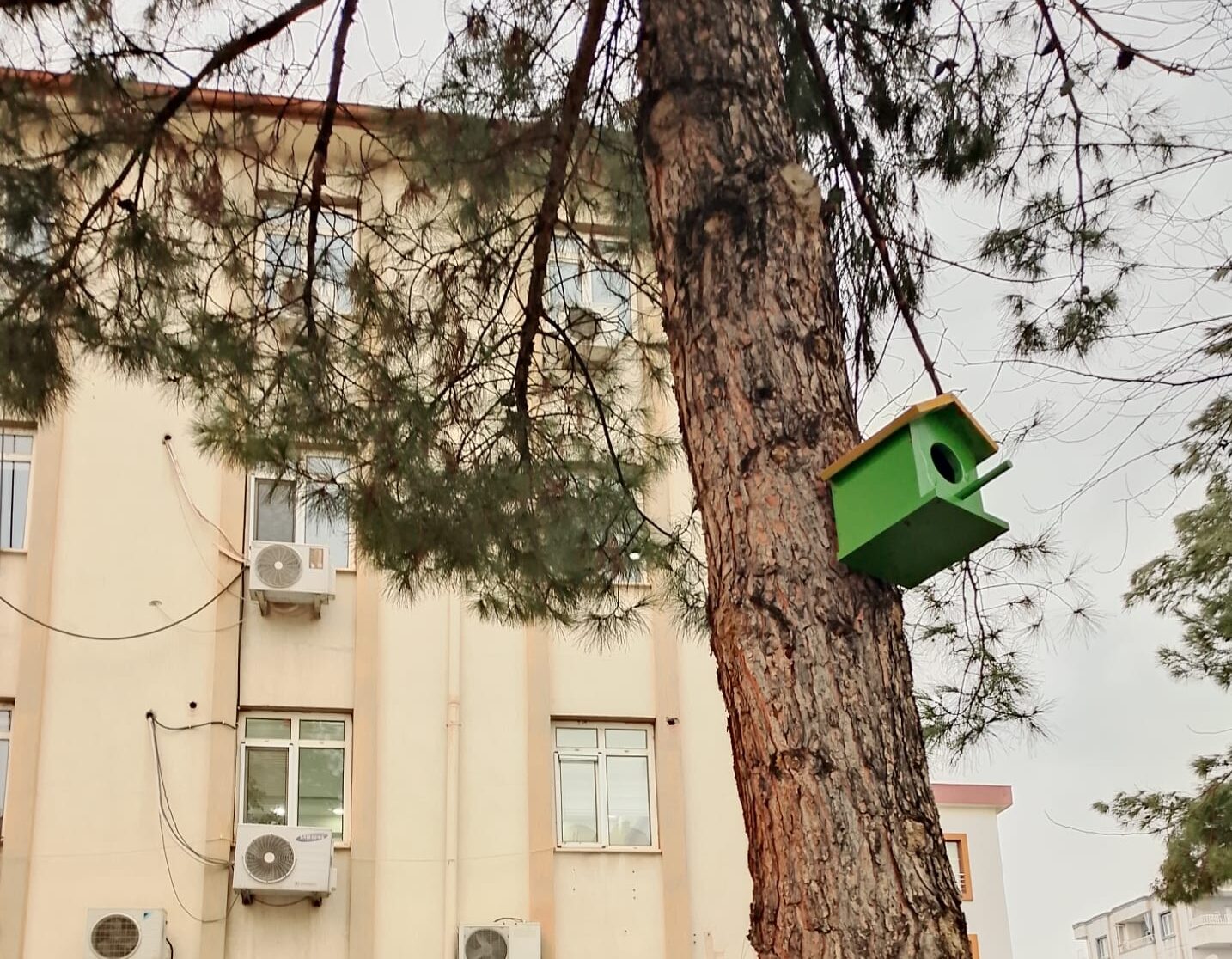 Atık Ahşaplar Kuşlara Yuva Oldu