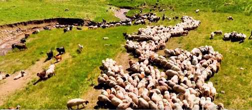 Batman’da Bölgesel Göçebe Hayvancılık Çalıştayı Düzenlenecek