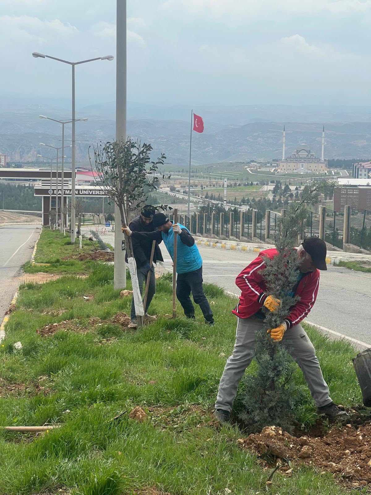 Üniversite Yoluna 1005 Ağaç Dikildi