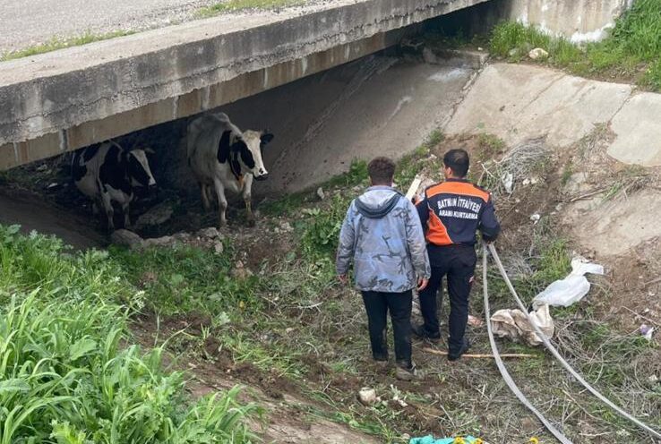 Kayıp İnekler İtfaiye Ekiplerince Bulundu